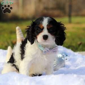 Benjie, Cavalier King Charles Spaniel Puppy